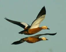 Ruddy Shelduck