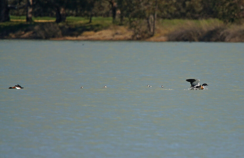 Tadorne d'Australie