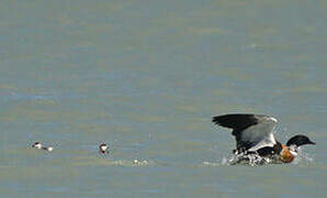 Australian Shelduck