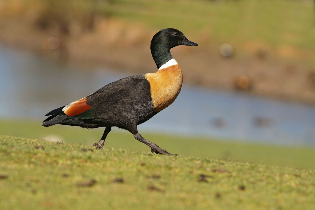 Tadorne d'Australie mâle adulte