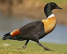 Australian Shelduck