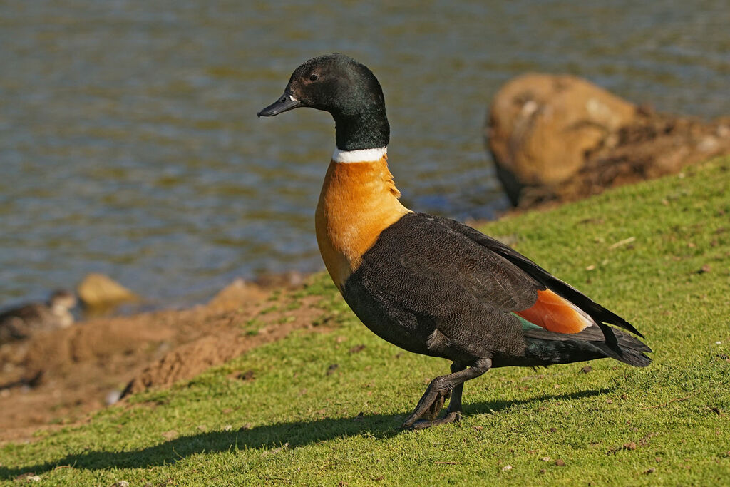 Tadorne d'Australie mâle adulte