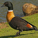Tadorne d'Australie