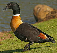 Australian Shelduck