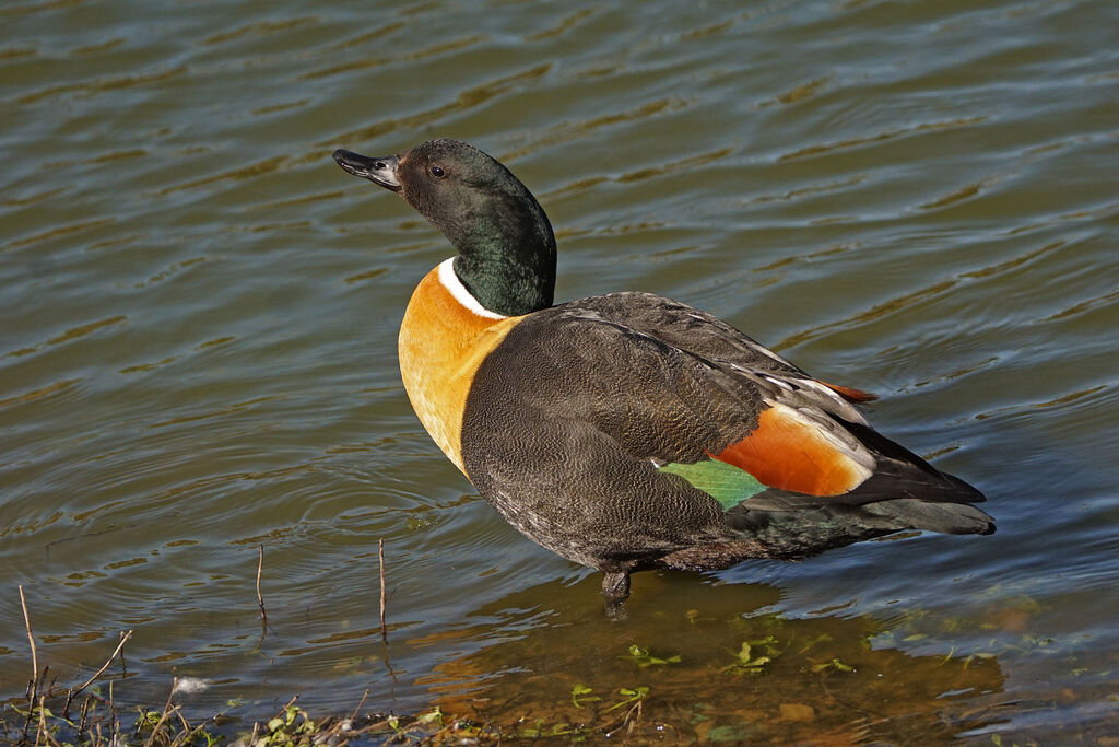 Tadorne d'Australie mâle adulte