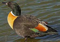 Australian Shelduck