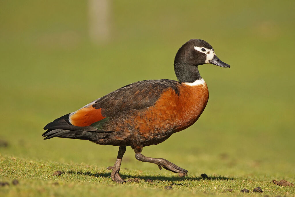 Australian Shelduck female adult