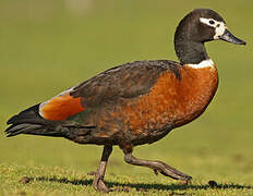 Australian Shelduck