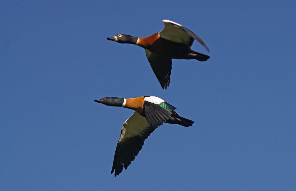 Australian Shelduckadult, Flight