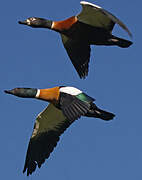 Australian Shelduck