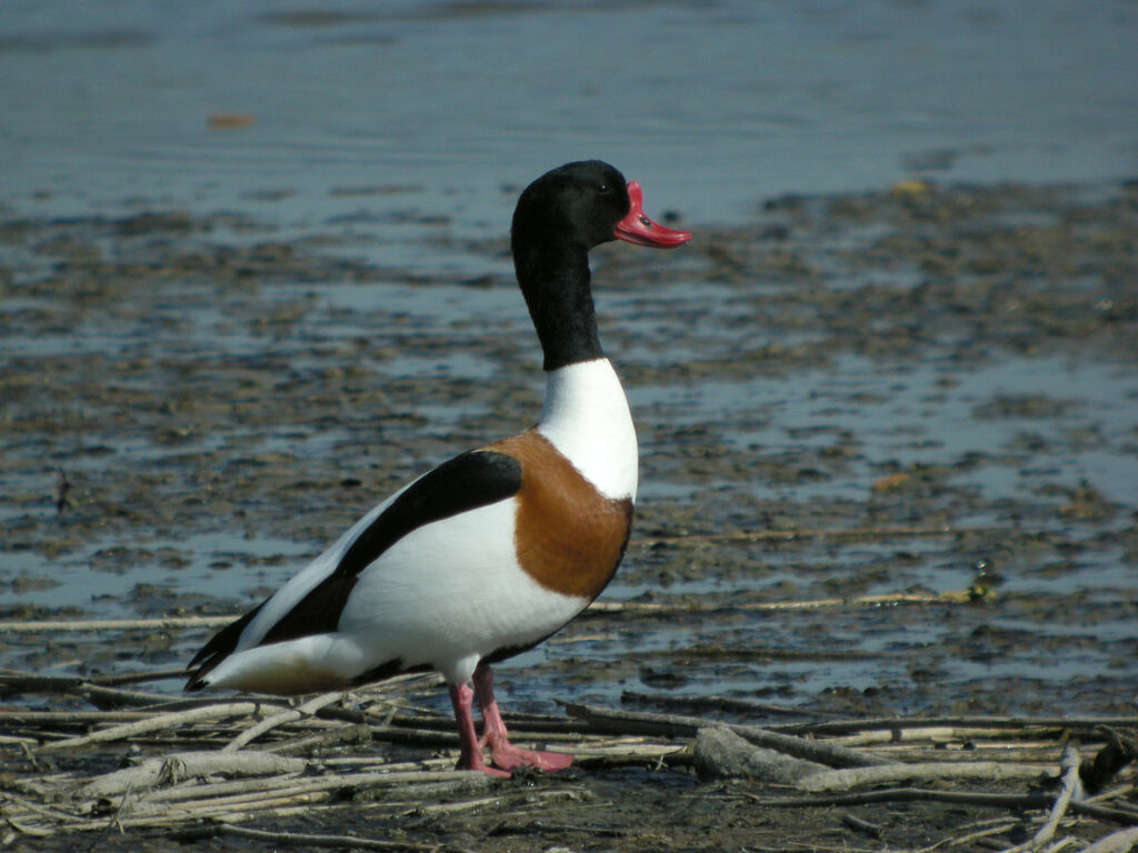 Common Shelduck