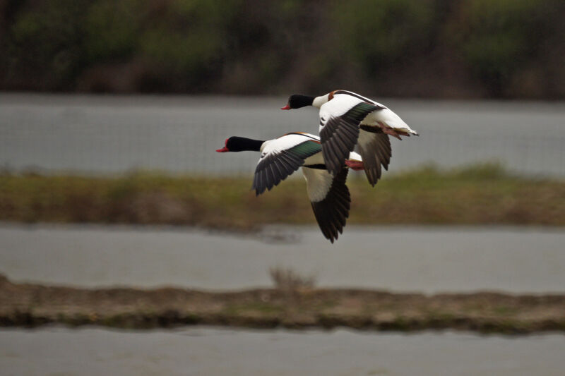 Common Shelduck