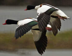 Common Shelduck