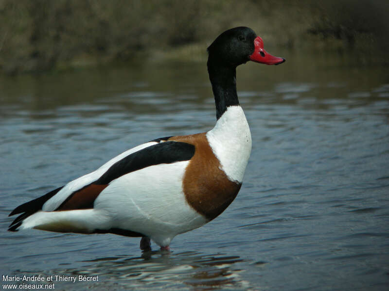 Common Shelduck