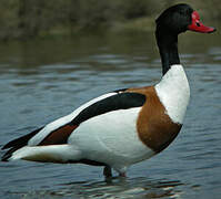 Common Shelduck