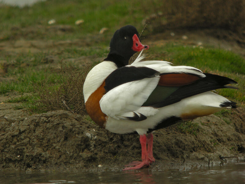 Common Shelduck