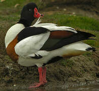 Common Shelduck