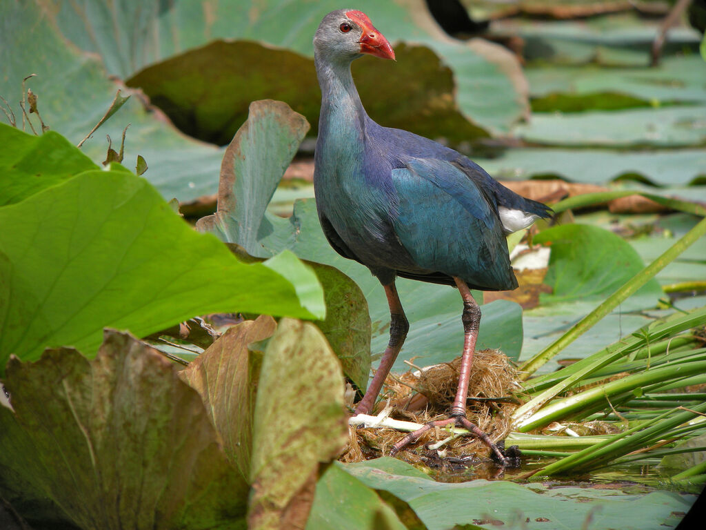 Grey-headed Swamphen