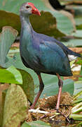 Grey-headed Swamphen