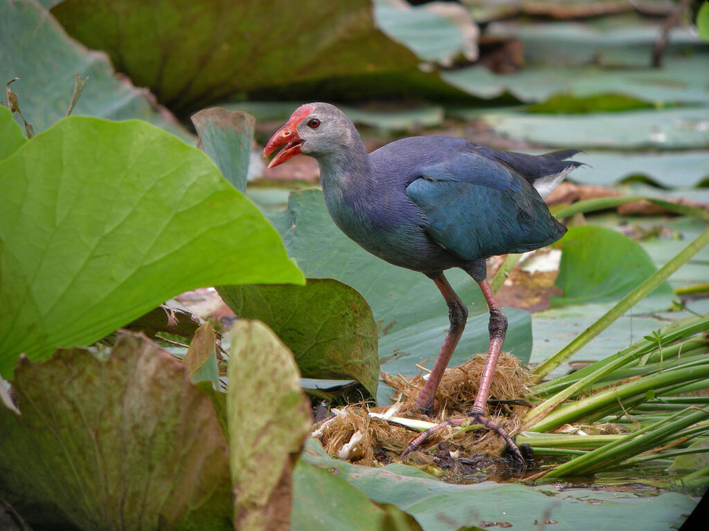 Grey-headed Swamphen