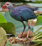 Grey-headed Swamphen