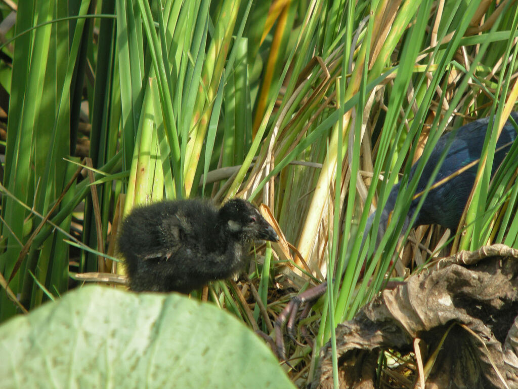 Grey-headed SwamphenPoussin