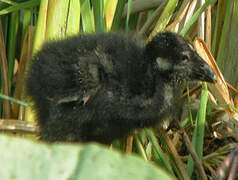 Grey-headed Swamphen