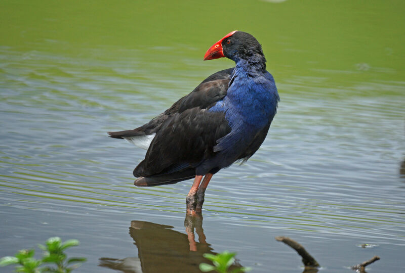 Australasian Swamphen