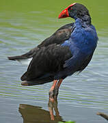 Australasian Swamphen