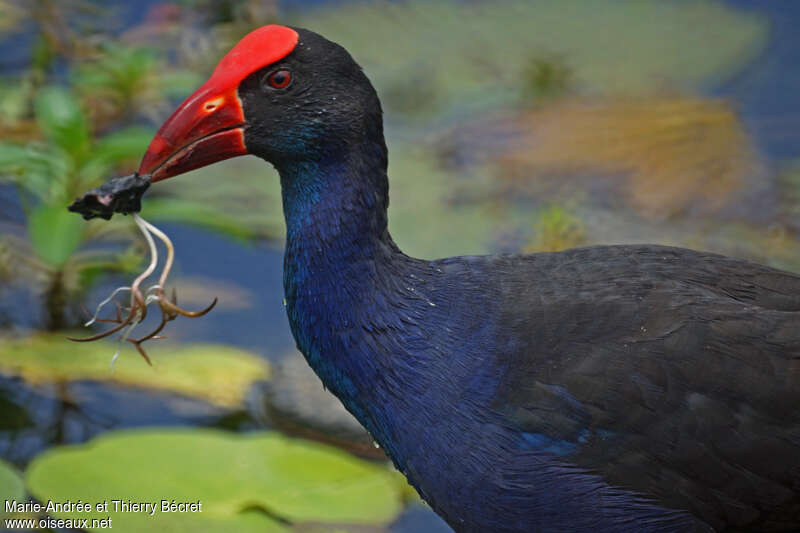 Australasian Swamphenadult, eats