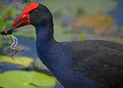 Australasian Swamphen