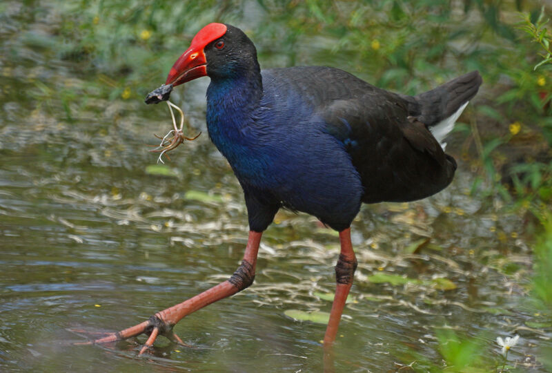 Australasian Swamphen