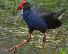 Australasian Swamphen