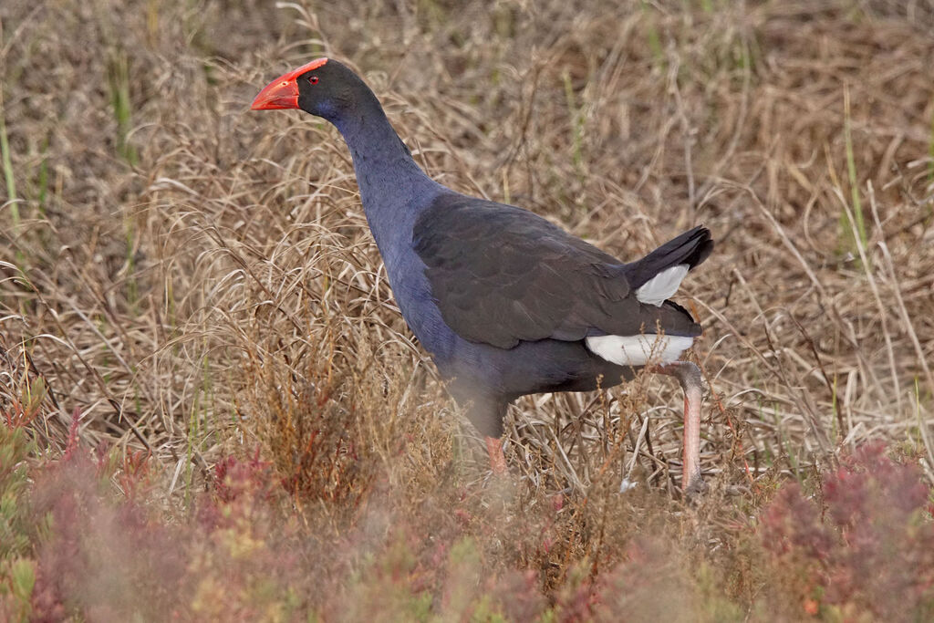 Australasian Swamphen