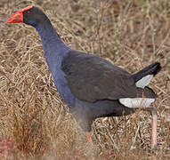 Australasian Swamphen