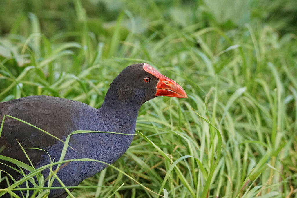 Australasian Swamphen