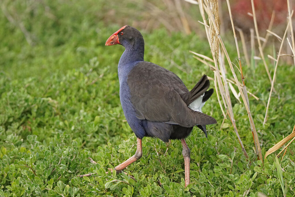 Australasian Swamphen