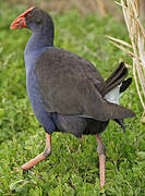 Australasian Swamphen