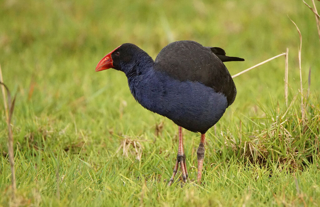 Australasian Swamphen