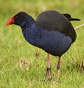 Australasian Swamphen