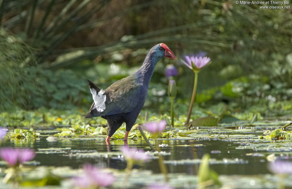 African Swamphen