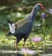 African Swamphen