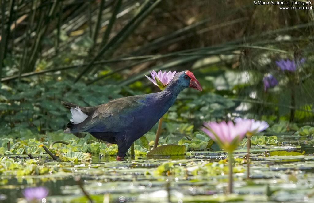 African Swamphen