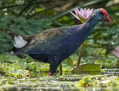 African Swamphen