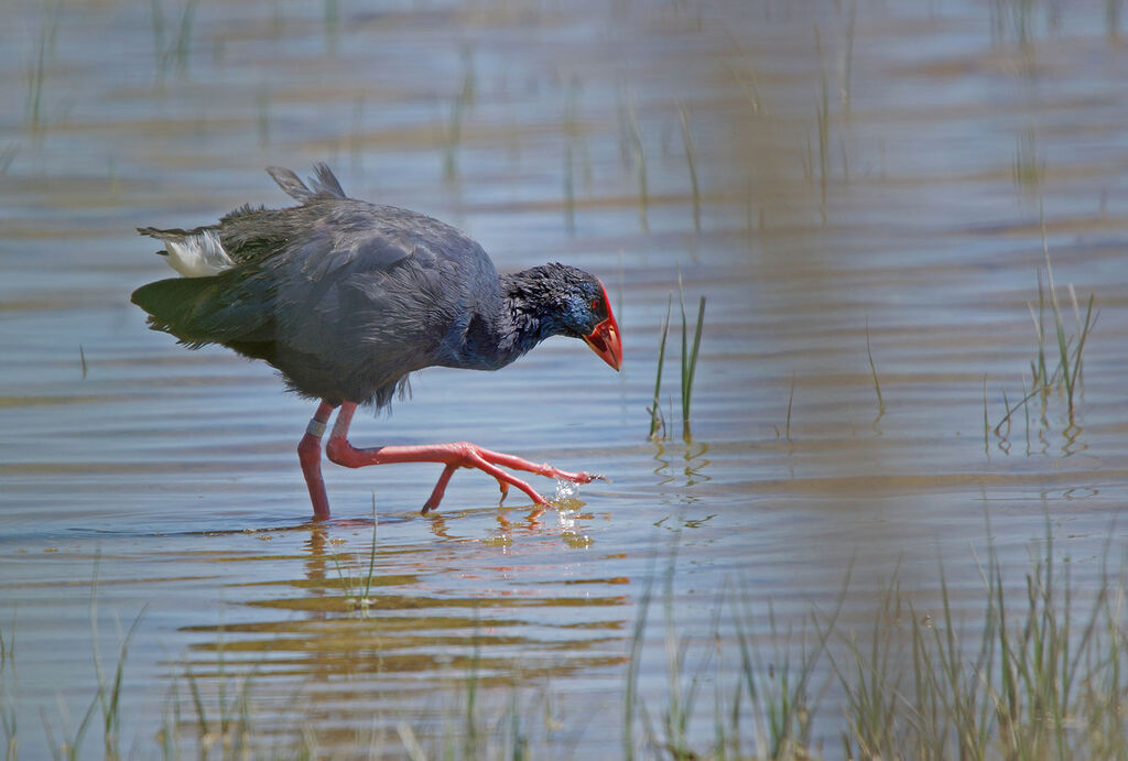 Western Swamphen