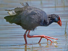 Western Swamphen