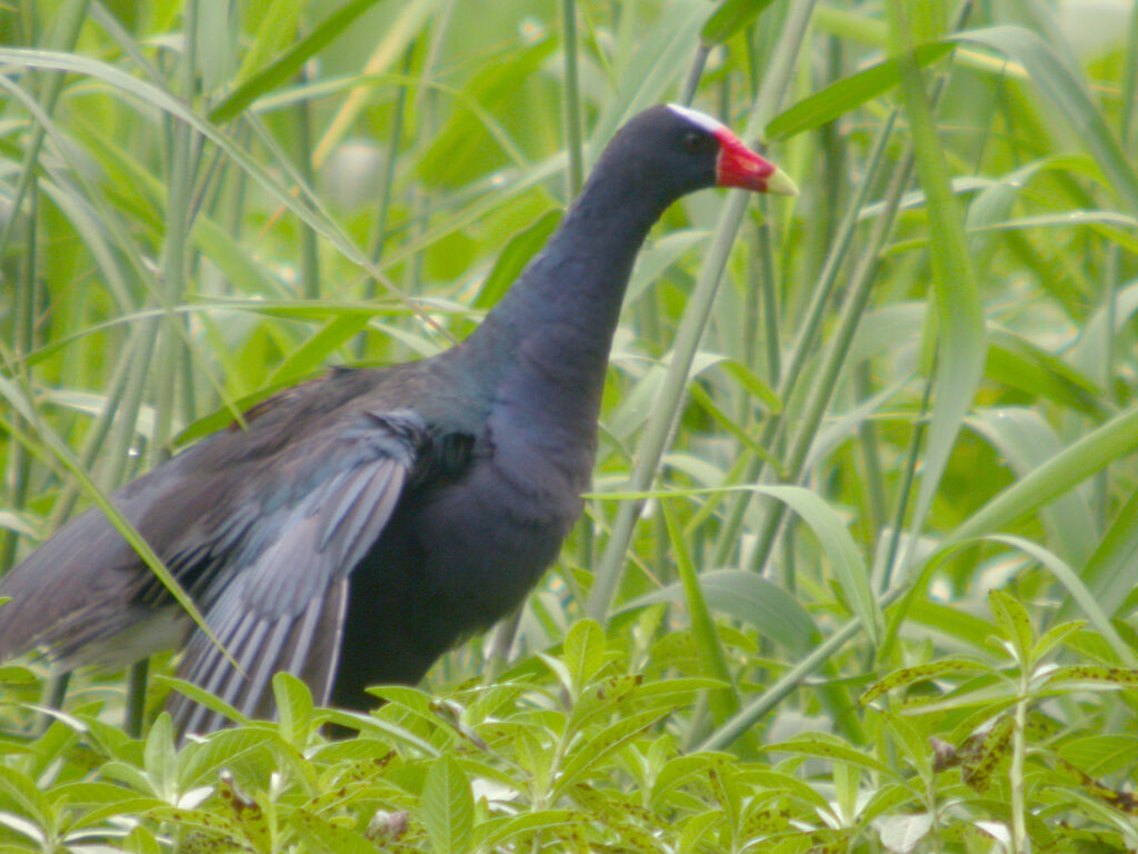 Purple Gallinule