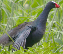 Purple Gallinule