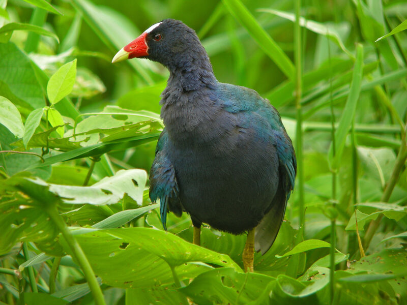 Purple Gallinule