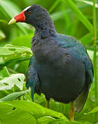 Purple Gallinule